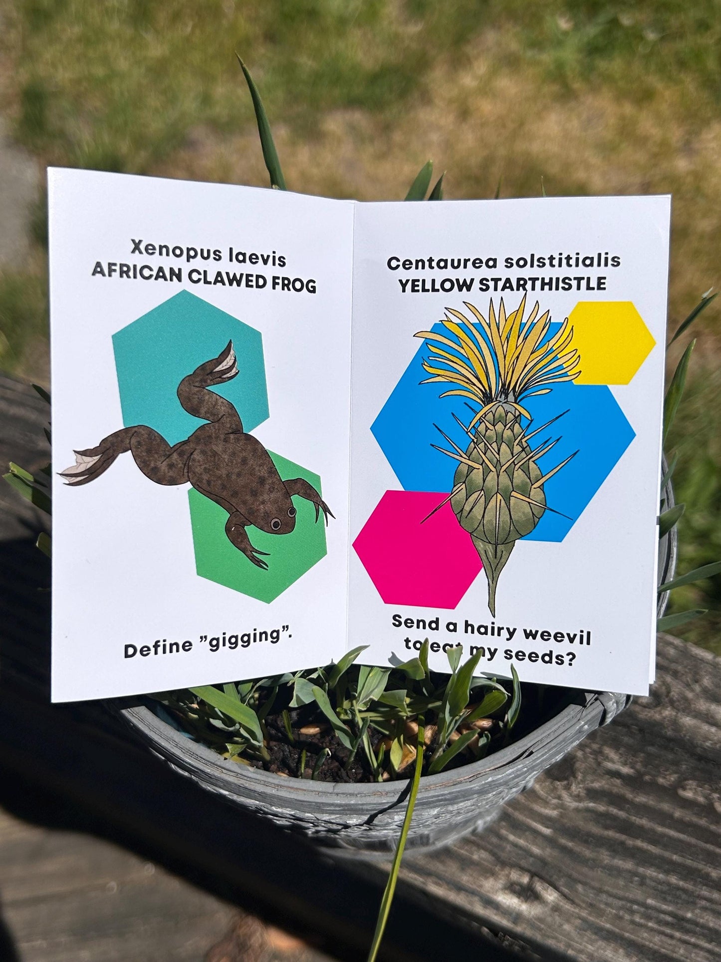 Invasive Species Having Existential Crises: WA Edition - Mini Zine