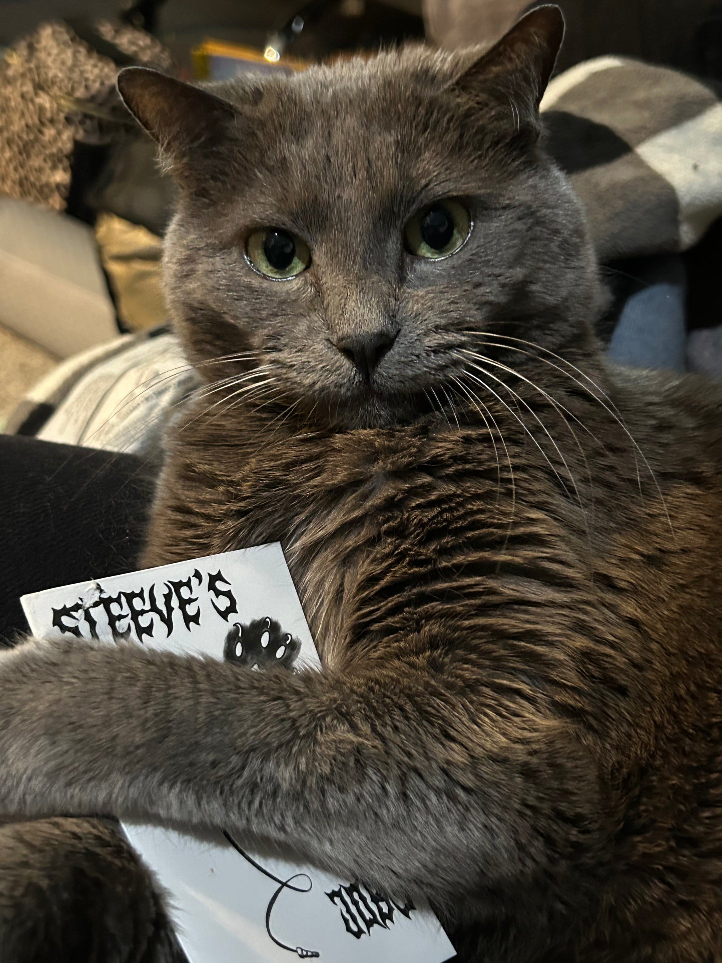 Steeve’s Jobs: A Summary of Cat Employment - Mini Zine